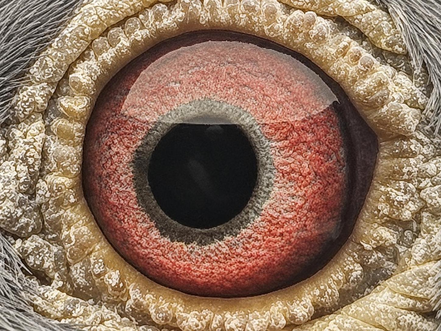 Pigeon eye